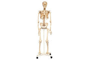 Life Size Skeleton 160cm